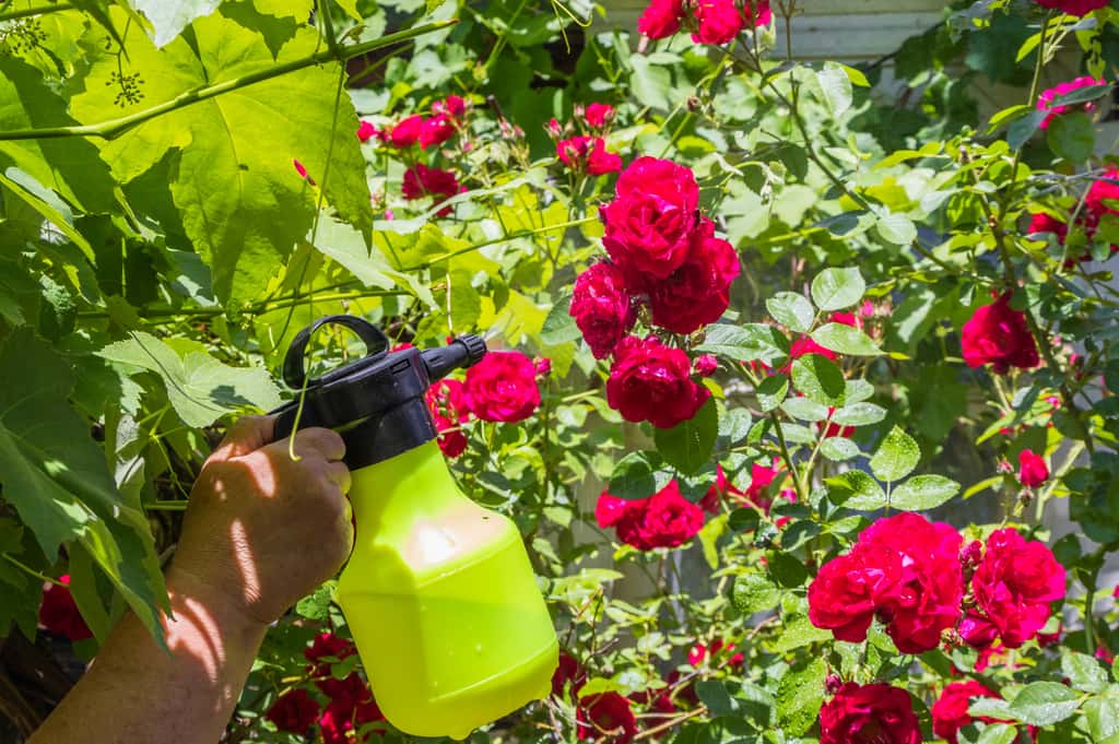 Le savon noir est un insecticide naturel que l'on peut vaporiser sur les fleurs comme sur les plantes potagères. © Taras, Adobe Stock