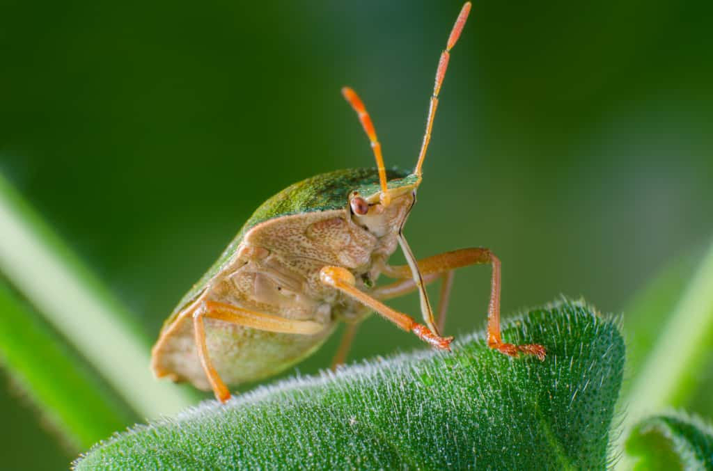 La punaise des bois aspire le jus ou la sève des végétaux avec son rostre pour se nourrir. © andrei310, Adobe Stock