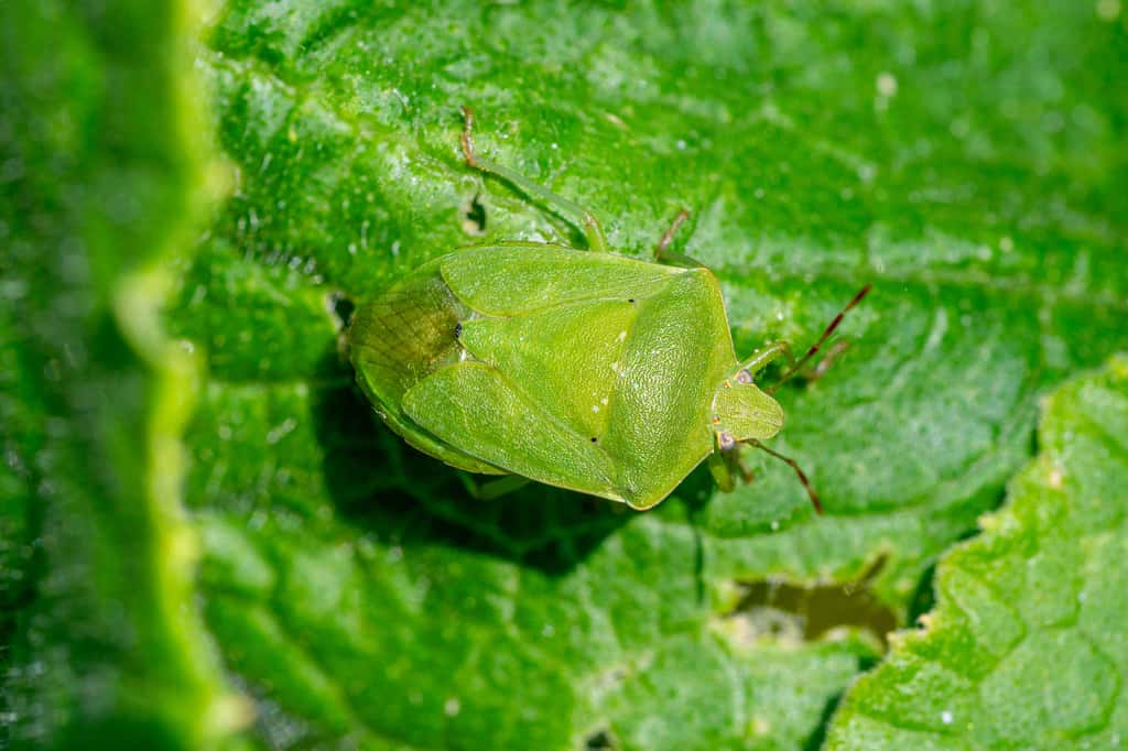 La punaise des bois est verte lorsque les températures sont clémentes. © Doris, Adobe Stock