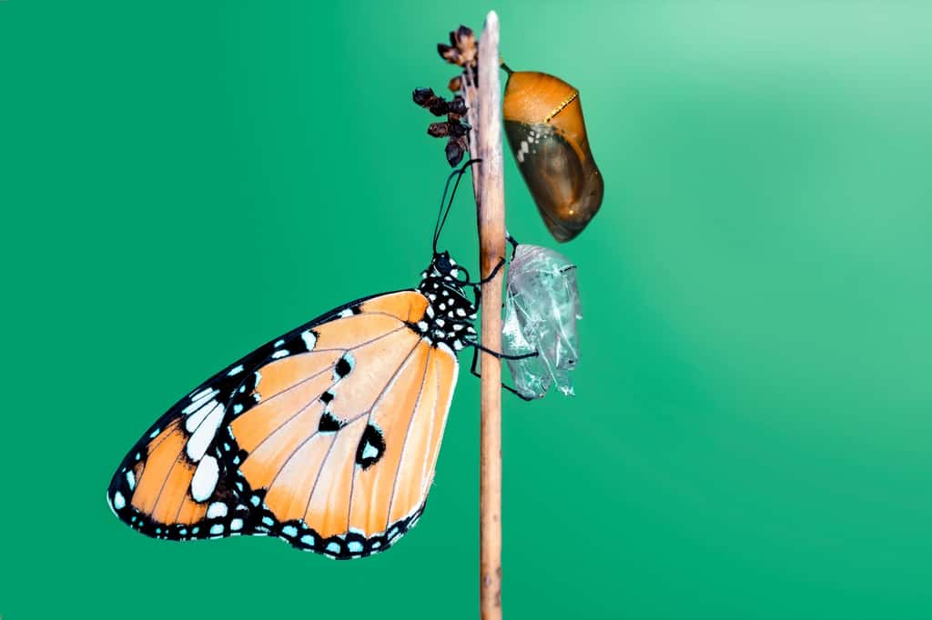 Avant d'être papillon, la chenille effectue sa mue dans la chrysalide. © blackdiamond67, Adobe Stock