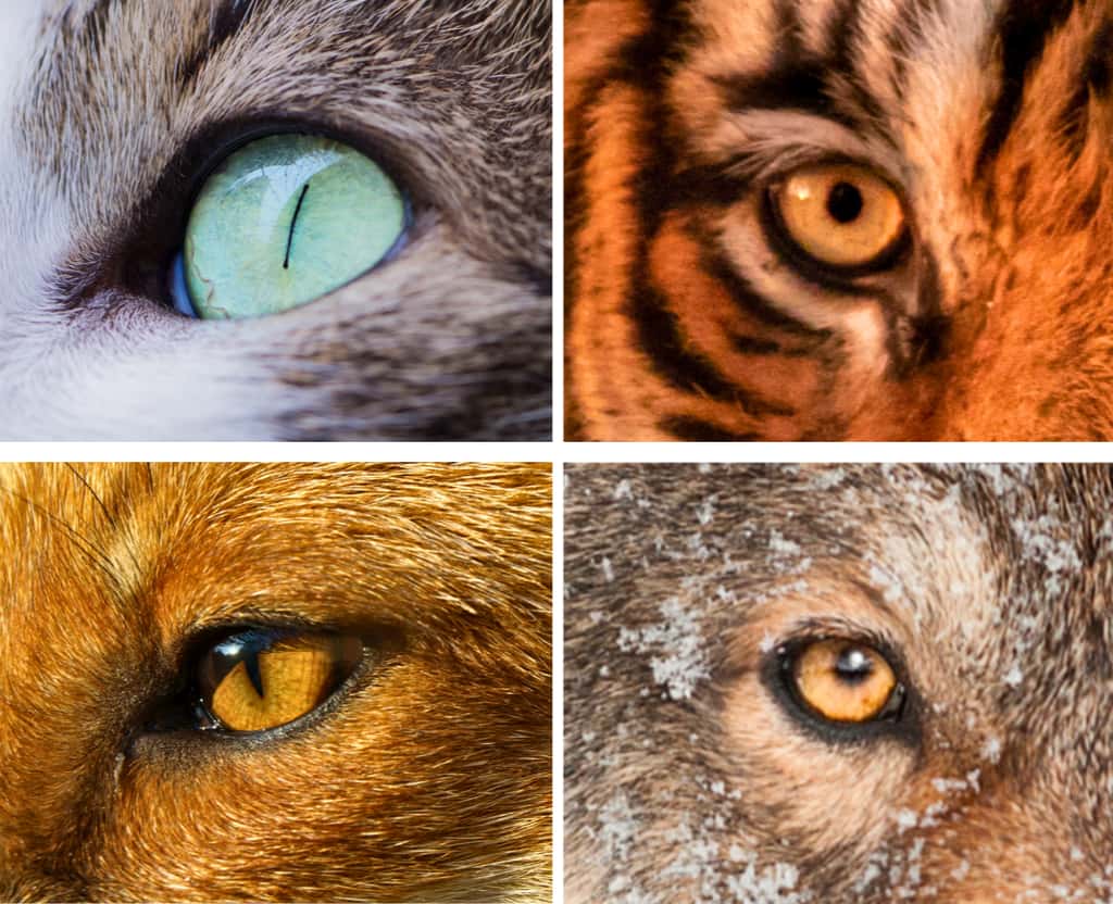 Les pupilles sont verticales chez les chats et les renards (à gauche), tandis qu'elles sont circulaires chez les tigres et les loups (à droite). © Antonio Lapa, Unsplash (en haut à gauche) ; Yves Perelli, Adobe Stock (en bas à gauche) ; Kartik Iyer, Unsplash (en haut à droite) ; hkuchera, Adobe Stock (en bas à droite)