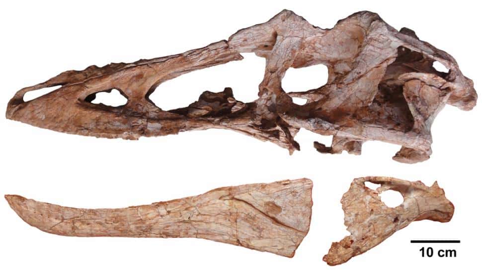  Le crâne de <em>Qianzhousaurus sinensis</em> révèle un museau particulièrement grand, 35 % plus long que pour des dinosaures théropodes de la même taille. © Junchang Lu