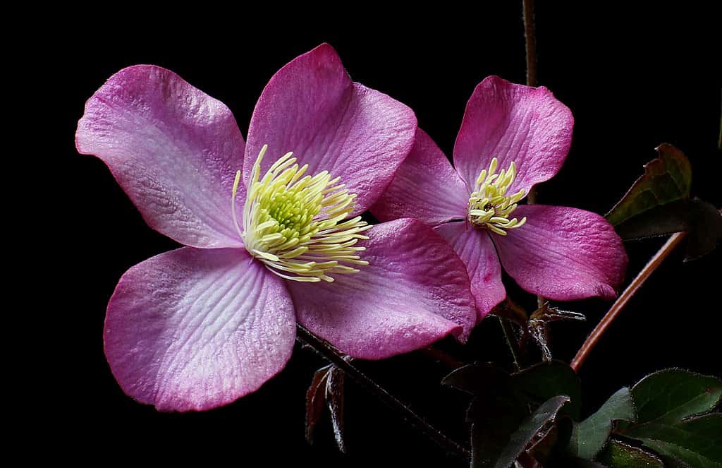 « Clematis Elizabeth » a des fleurs rose pâle parfumées à la vanille en abondance au printemps avec quelques répétitions à la fin de l'été. Un feuillage sombre et riche complète les fleurs et a fière allure tout l'été. © Bernard Spragg. NZ, <em>Wikimedia Commons</em>, DP