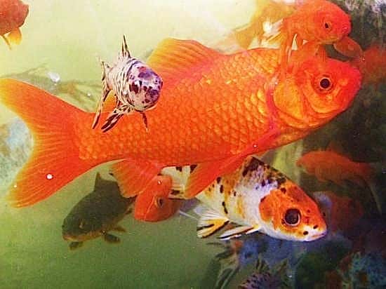 Les poissons rouges peuvent atteindre 30 cm de longueur et vivre 25 ans. Cette appellation générique recouvre en réalité plusieurs variétés et couleurs, dont les shubunkins, sans doute les plus décoratifs avec leurs taches blanches, bleues, orangées, noires ou rouges. © domestik-park.com