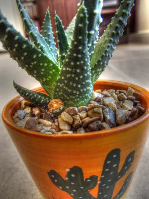 Pour lutter contre la pollution domestique, les cactus font partie des plantes dépolluantes les plus souvent utilisées. © Andrew Evans, Flickr, cc by 2.0