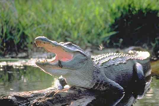 Un alligator d’Amérique (<em>Alligator mississippiensis</em>). Son museau est large et arrondi, en comparaison de celui d’un crocodile. On remarque aussi sur la mâchoire du bas une dent (ici au niveau de coulées noires) qui reste à l’extérieur quand l’animal referme gueule. © DP
