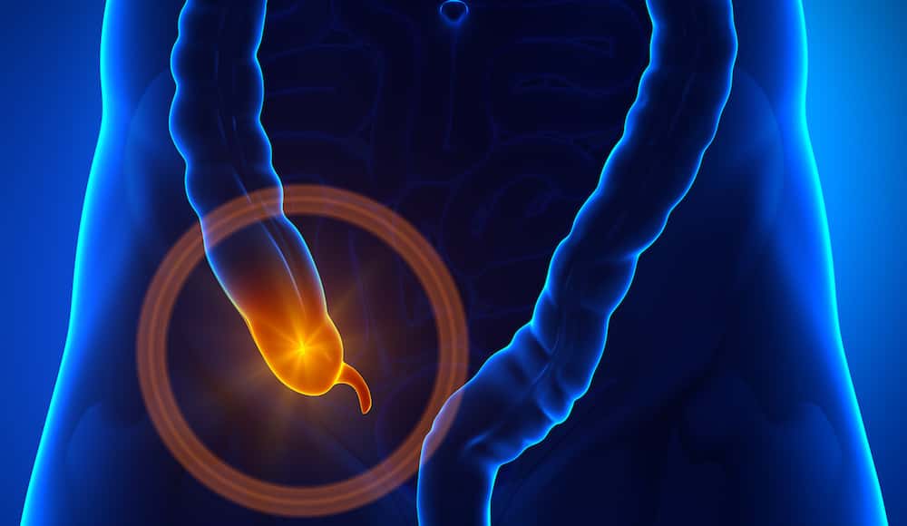 L’appendice est le petit organe situé au bout du côlon après le cæcum. © decade3d, Fotolia