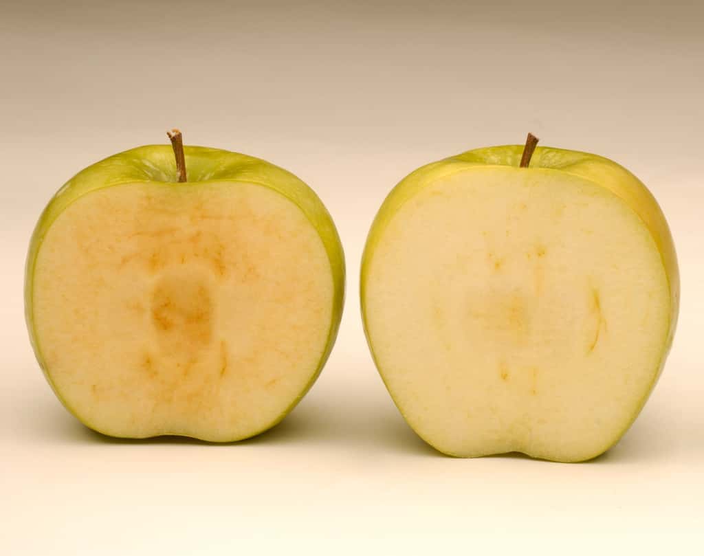 La pomme Arctic (à droite) ne brunit pas une fois coupée. © Arctic Apples, Facebook