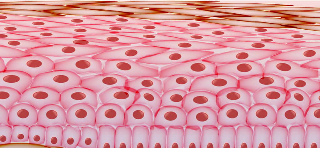 Les cellules de peau se renouvellent au rythme de 21 à 28 jours en moyenne. © inbevel, Adobe Stock