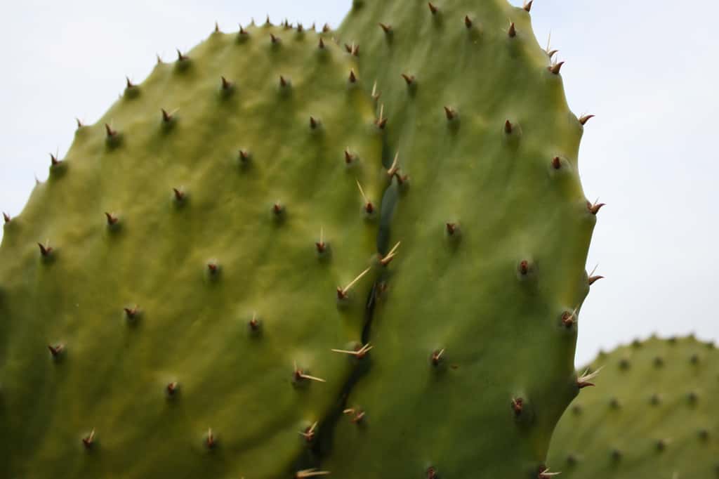 De nombreux cactus ont une sève acide et toxique. © Veronica Lopez, Unsplash