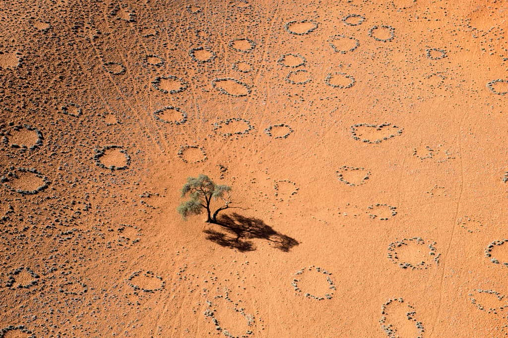 Ces cercles dépourvus de végétation au milieu des prairies du Namib demeurent un mystère. © Carolyn Cheng