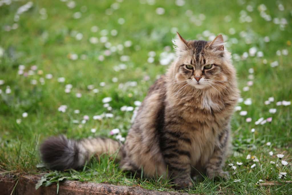 De tous les chats hypoallergéniques, le chat sibérien est la race qui produit le moins d’allergènes. © Tristan Nitot, Flickr