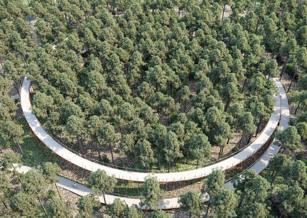 La piste cyclable de Limbourg s’élève au-dessus d’une forêt de pins (Belgique). © BuroLandschap, BYCS