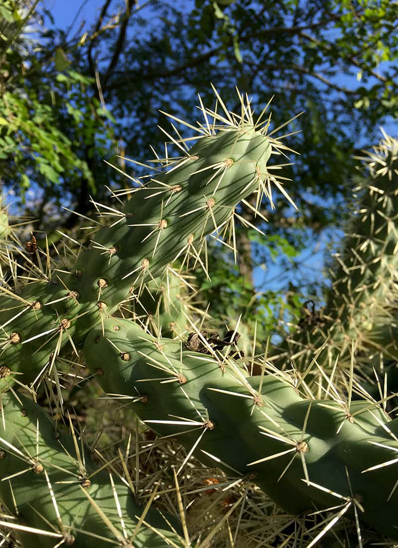 Le cactus <i>Cylindropuntia fulgida</i> possède des épines dotées de micro-aiguilles comme du fer barbelé. © John Trager
