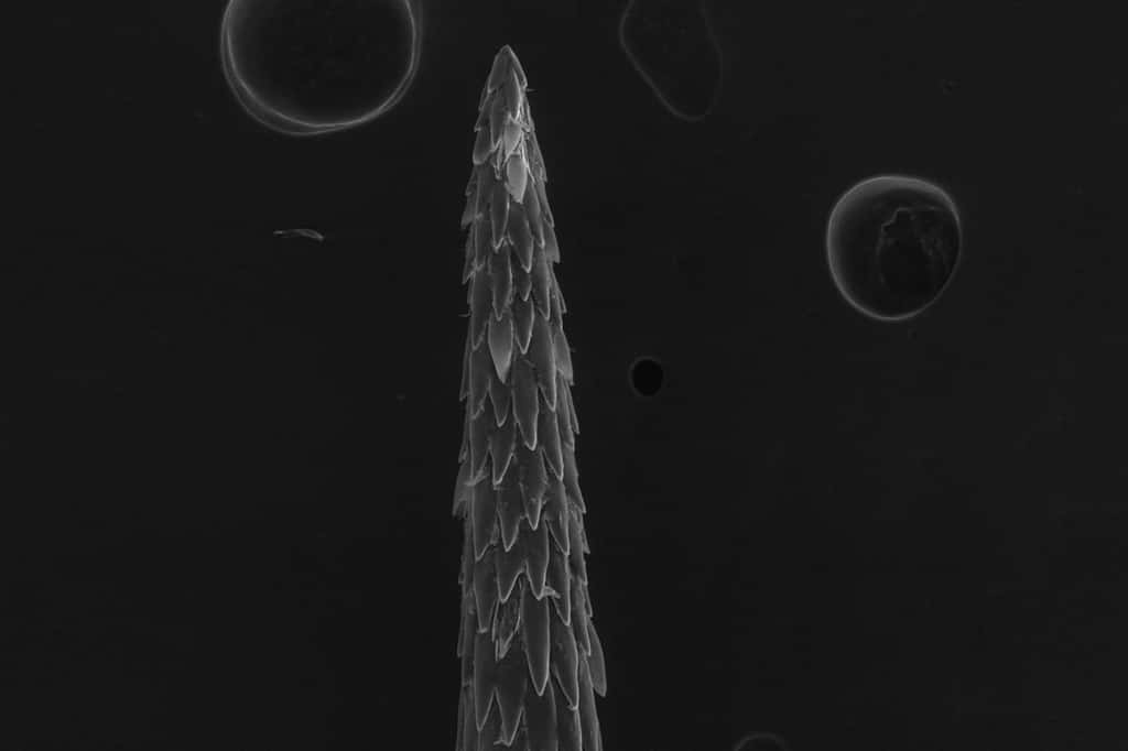 Les micro-aiguilles de l’épine de <i>Cylindropuntia fulgida</i> tranchent la chair et s’accrochent dans les fibres musculaires. © Stephanie Crofts