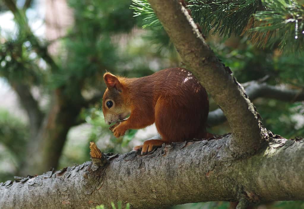 L’écureuil construit une « carte mnémotechnique » de ses cachettes, par type ou qualité de la nourriture. © DanielWanke, Pixabay