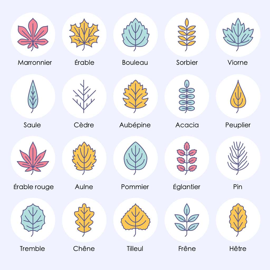 Les feuilles de différents arbres. © nadiinko, Adobe Stock ; traduction et adaptation C.D pour Futura