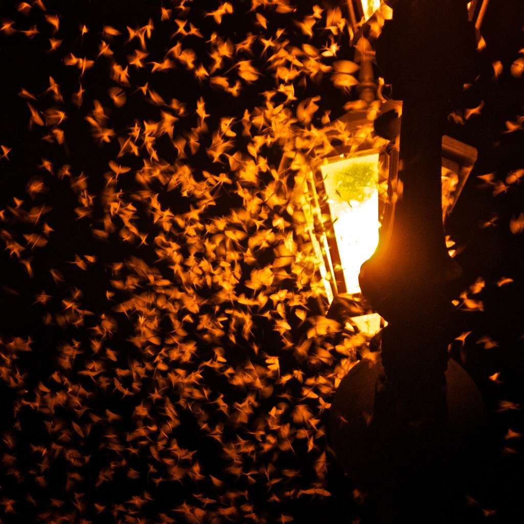 Les insectes confondent les ampoules avec la lumière des astres, qu’ils utilisent comme repères. © Oiluj Samall Zeid, Visualhunt.com, CC by-nc-nd