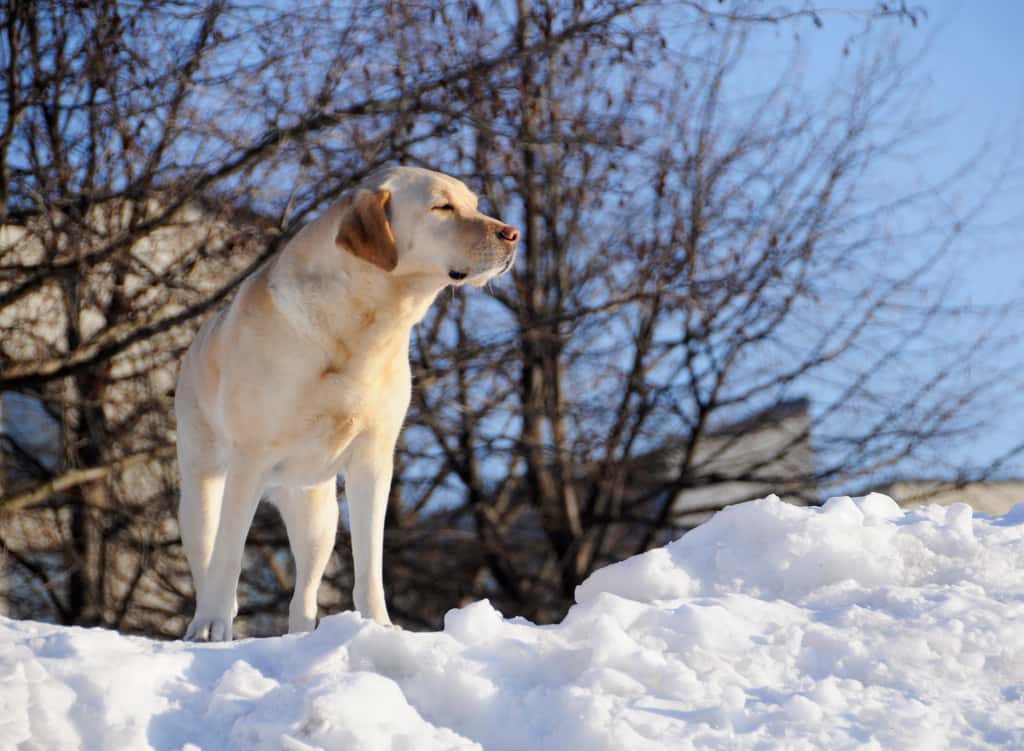 Labrador retriever. © smerikal, Flickr