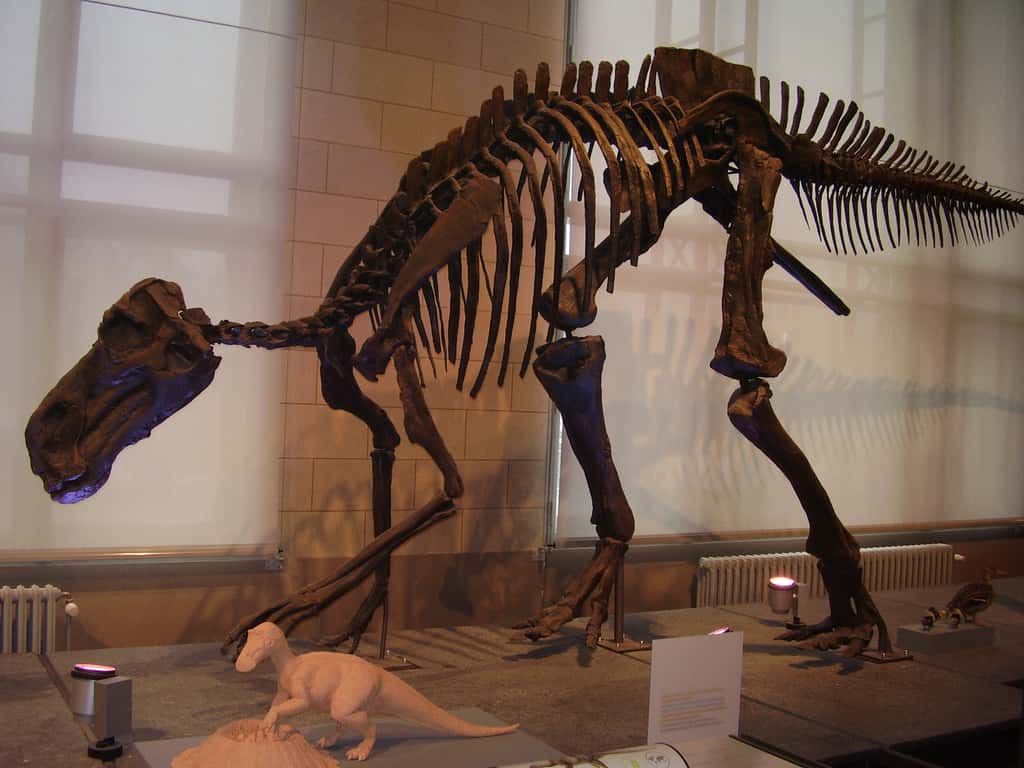 Un squelette de Maiasaura, dont des os ont séjourné dans l’espace en 1985. © Vladimír Socha
