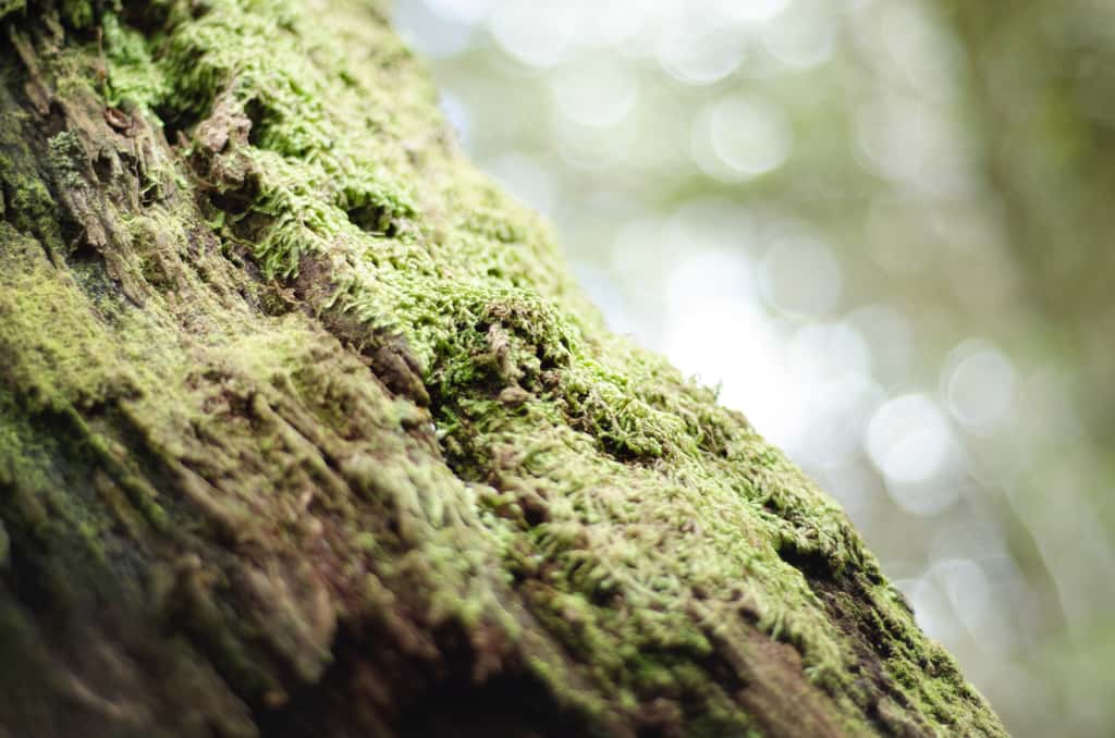 Ne vous fiez pas à la mousse sur les arbres pour retrouver votre chemin. © Kory Pence, Unsplash