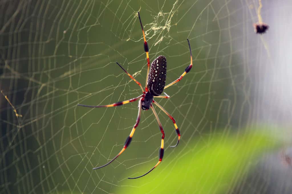 Des araignées <i>Nephila clavipes</i>, comme celles ayant séjourné à bord de l’ISS en 2011. © Charles J Sharp