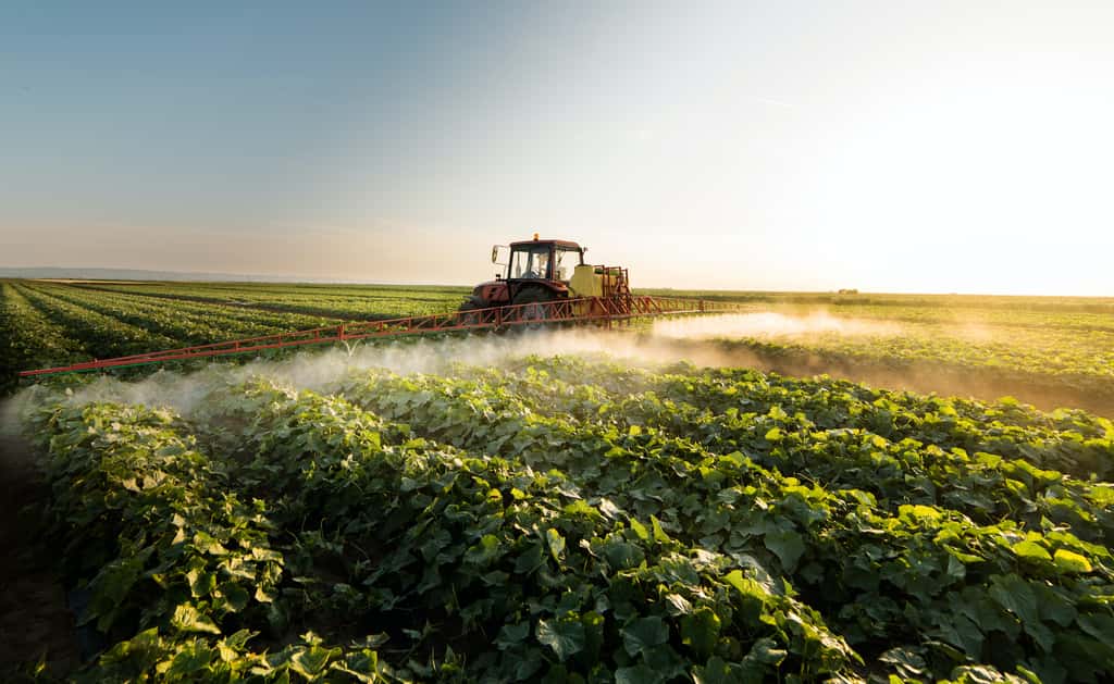 Les OGM permettent de réduire drastiquement la quantité et la fréquence des traitements chimiques. © Dusan Kostic, Adobe Stock