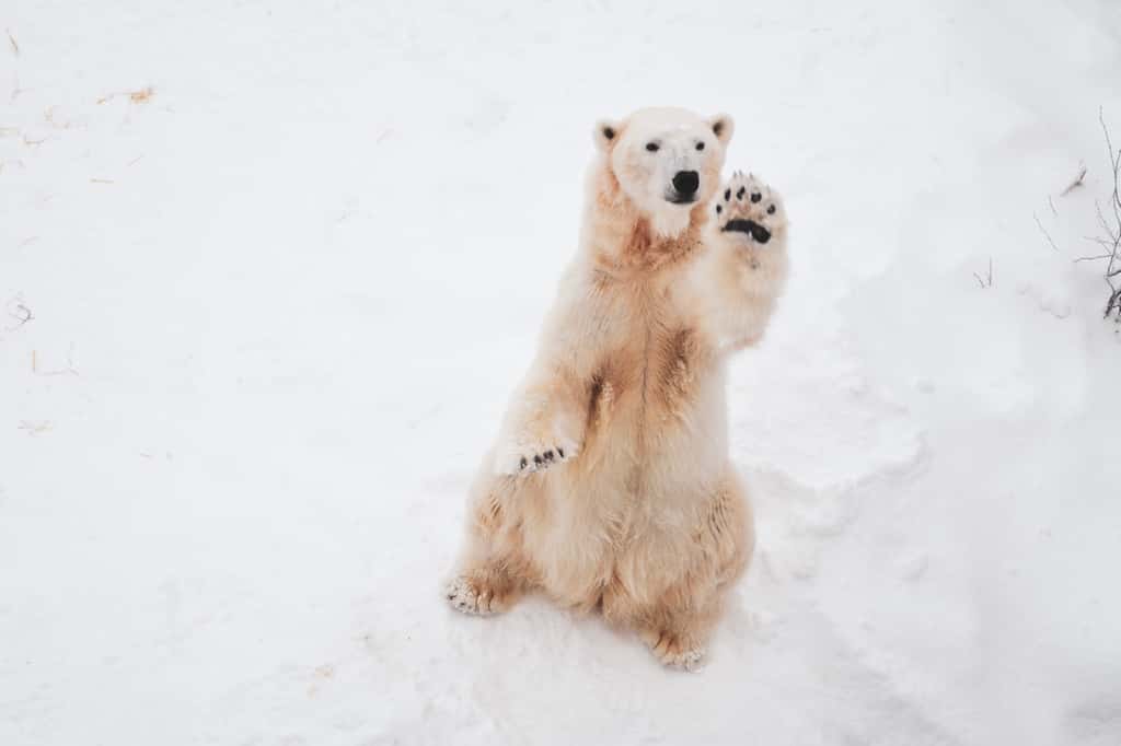 L'ours polaire peine à s'adapter au réchauffement climatique. Faut-il alors l'implanter en Antarctique ? © Bao Menglong, Unsplash