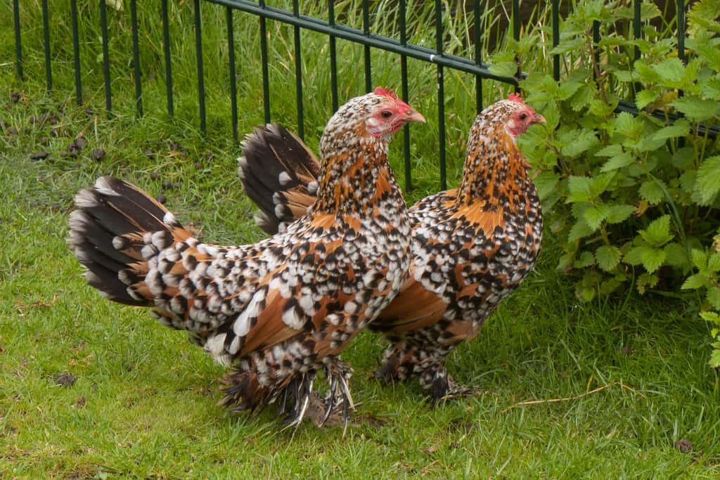 Avec son plumage tricolore et son caractère facile, la Sabelpoot est une poule d’ornement très appréciée. © Jeroen van Luin, Flickr