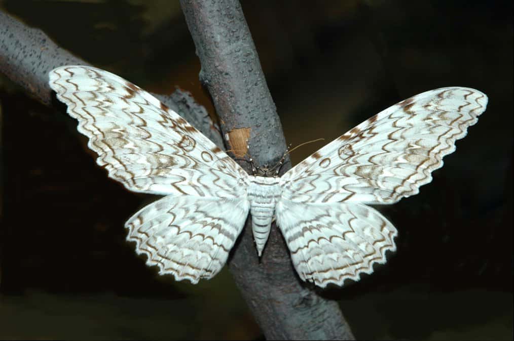 Le papillon <em>Thysania agrippina</em> est l’insecte qui a la plus grande envergure d’ailes au monde. ©Acrocynus