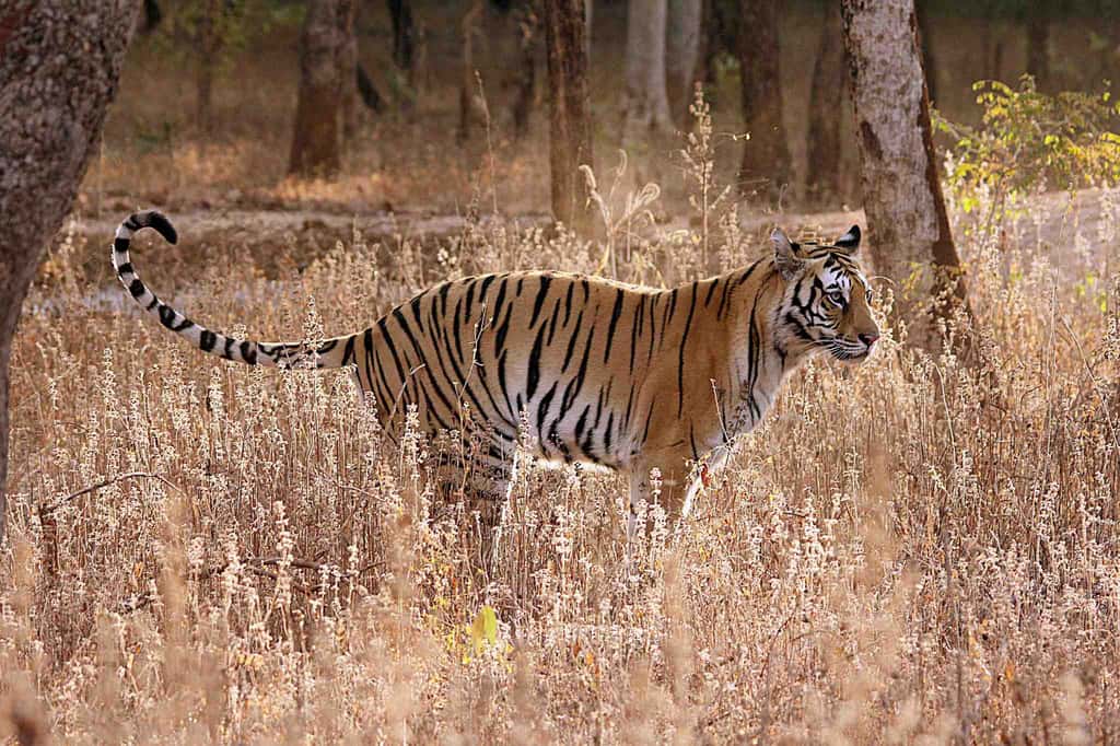 Tigre. © omveerchoudhary, iNaturalist