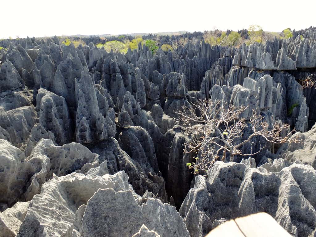 La forêt d’aiguilles rocheuses des Tsingy de Bemaraha. © Tee La Rosa, Flickr