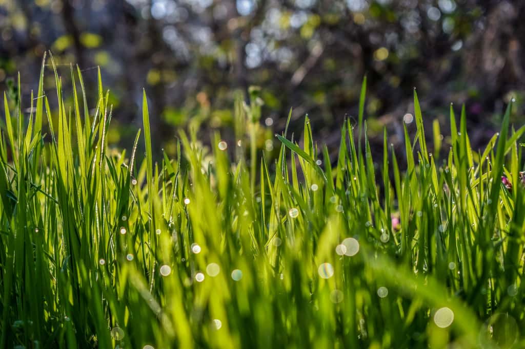 Une pelouse trop humide sera mal coupée et difficile à ramasser. © Zoritsa Valova, Unsplash