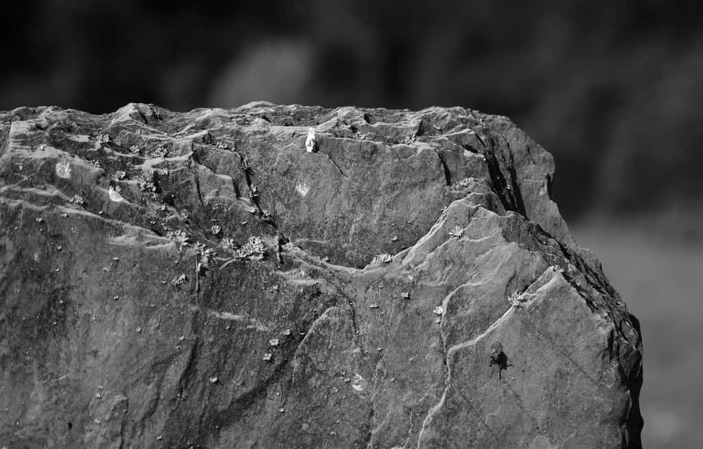 L’ardoise est un schiste à l’aspect feuilleté. © Patrice Deramaix, Flickr