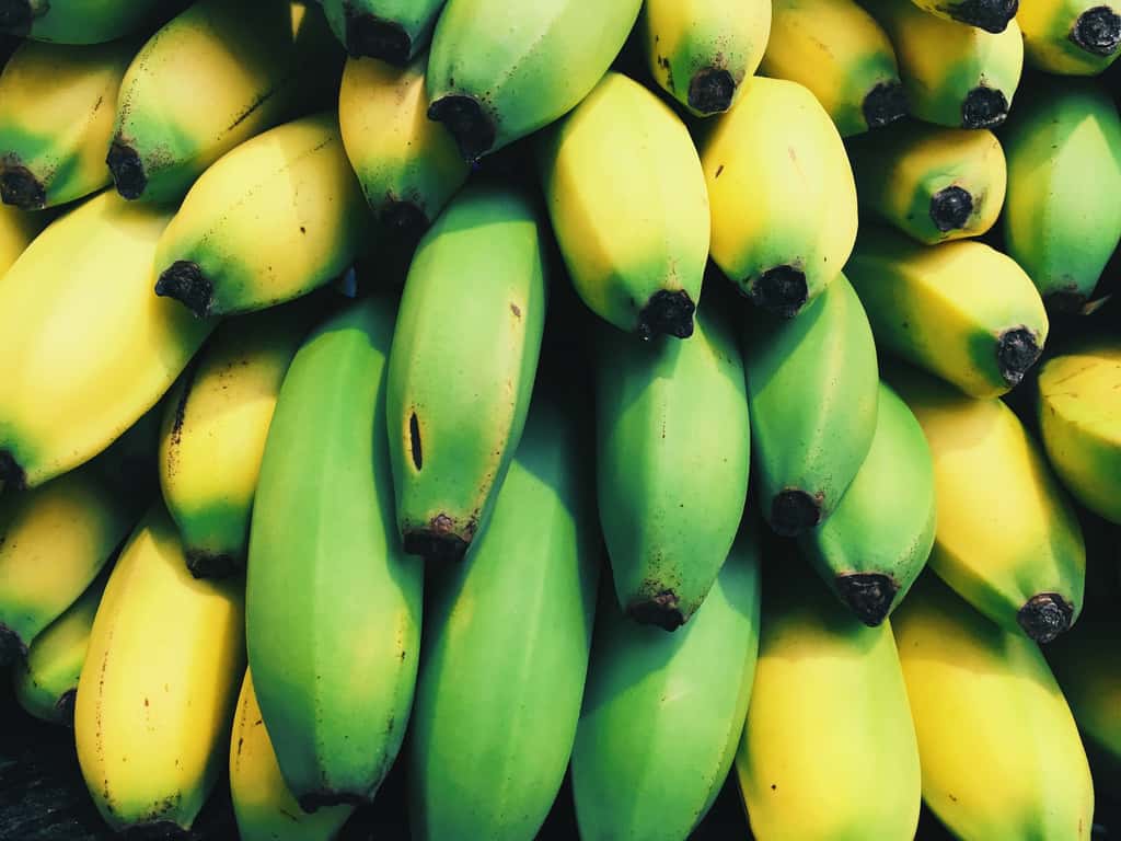 Les bananes sont cueillies vertes et mûrissent à leur arrivée en Europe. © Scott Webb, Unsplash
