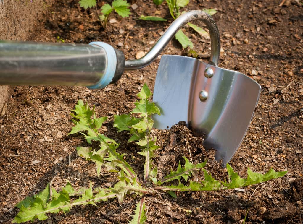 La binette permet d’arracher les mauvaises herbes. Un travail fastidieux pour les grandes surfaces. © ElenaMasiutkina, Adobe Stock