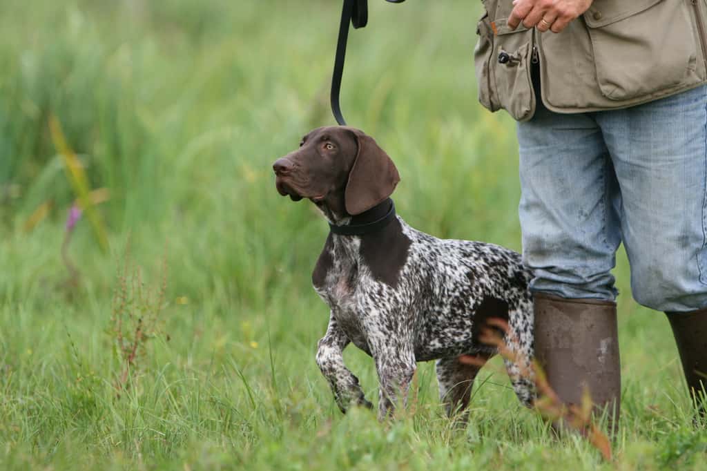 Le braque allemand piste le gibier pour guider le chasseur jusqu’à sa proie. © Dogs, Adobe Stock