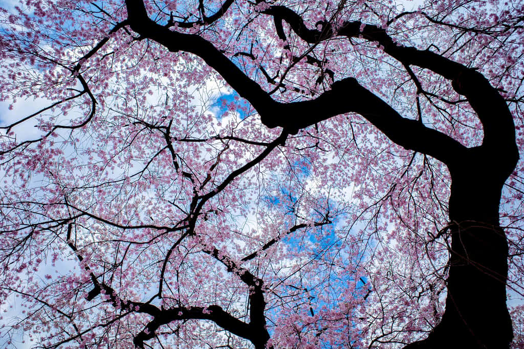 Le cerisier. © Kei Edam, Flickr
