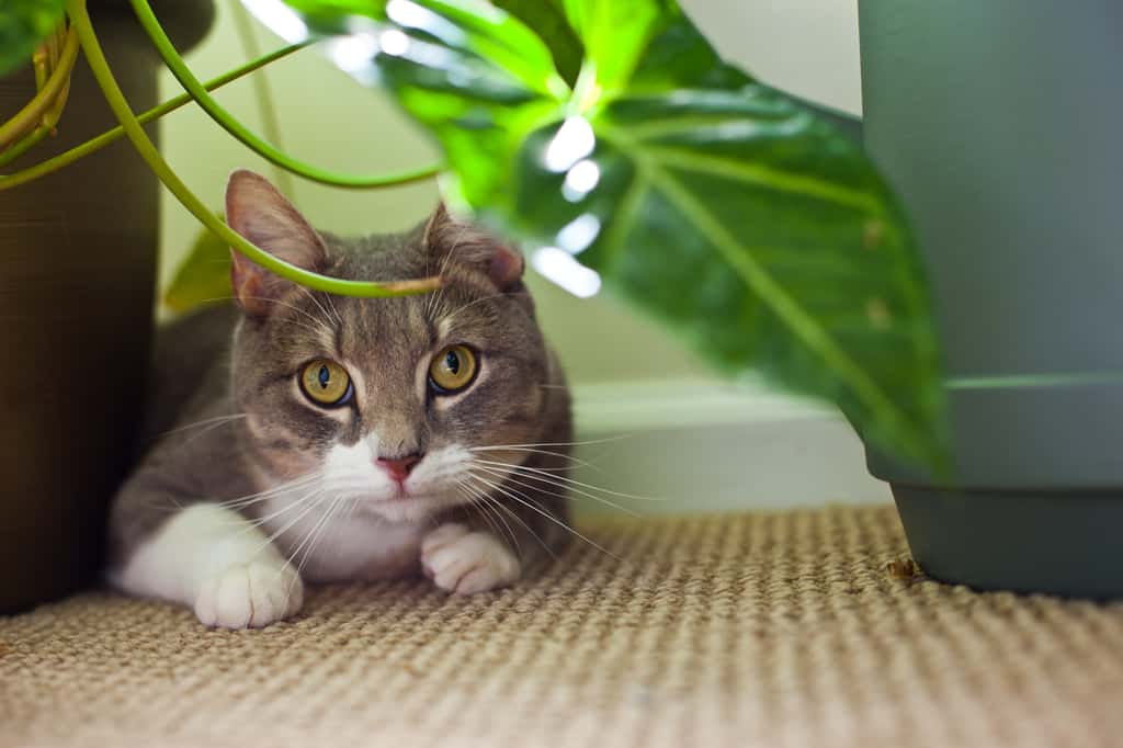 Un chat élevé en appartement a besoin d’un perchoir et de distraction. © Zlatko Unger, Flickr