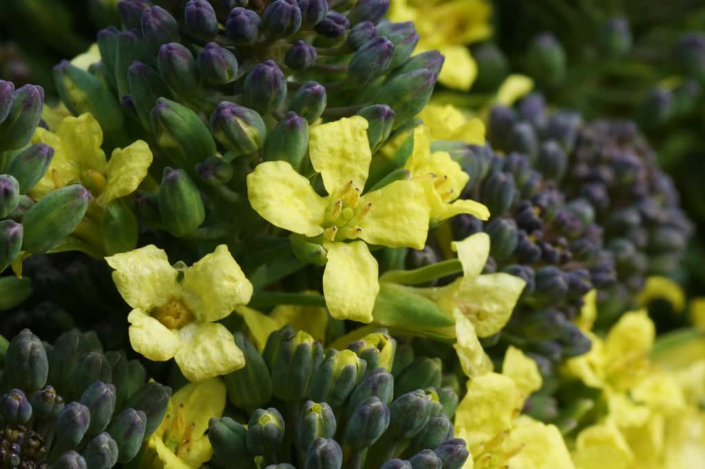 Lorsqu’on le laisse pousser, le chou-fleur donne des tiges munies de fleurs jaunes. © ashitaka, Flickr