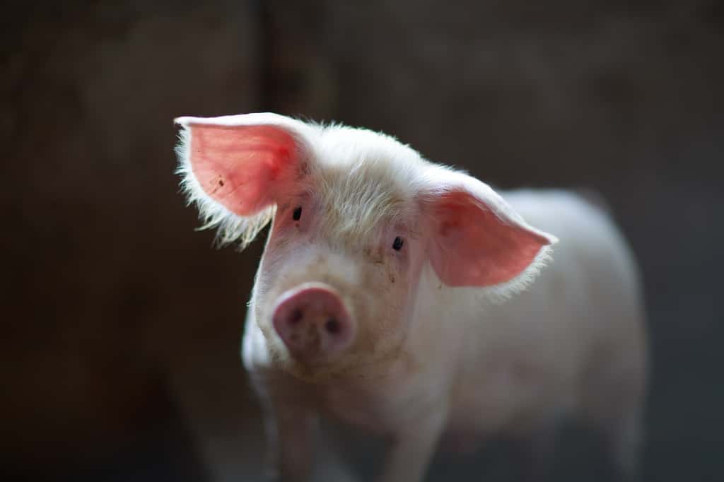 De mauvaises conditions d’élevage entraînent un comportement cannibale chez le cochon. © Julian Dutton, Unsplash