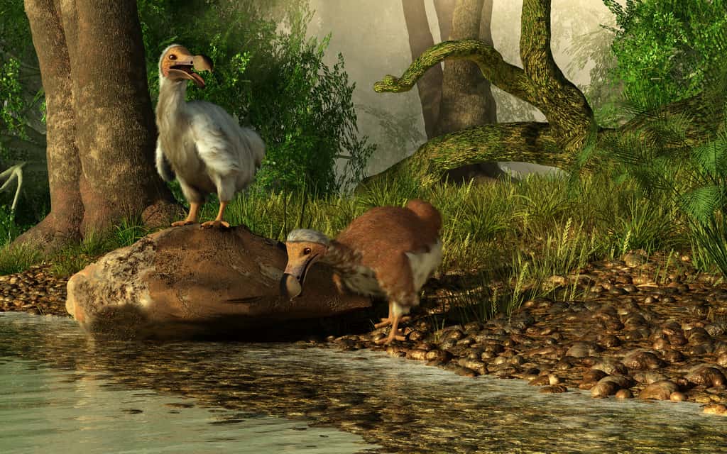 Animal disparu à la fin du XVII<sup>e</sup> siècle et emblématique de l'île Maurice, le dodo peut-il revenir vivre sur ses anciennes terres ? © Daniel, Fotolia