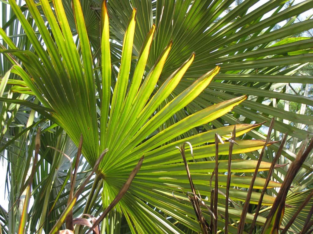 Les feuilles de palmiers peuvent atteindre des tailles gigantesques. © Jonni Moore, Flickr