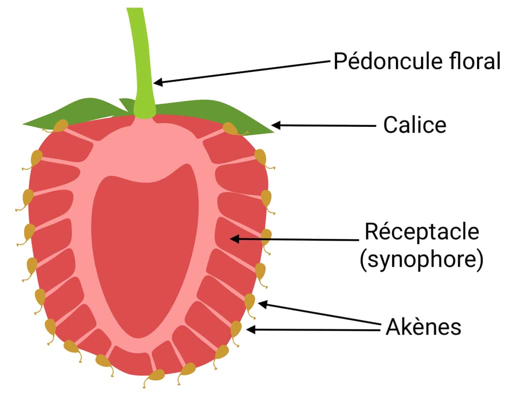 La fraise est un fruit complexe, composé de centaines d’akènes qui sont en réalité les véritables fruits contenant la graine. © Kazakova Maryia, Adobe Stock, adaptation C.D pour Futura