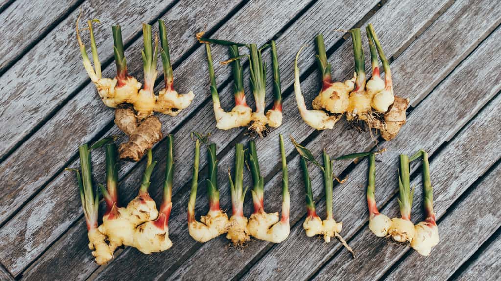 Le rhizome de gingembre est consommé sous forme fraîche ou séché. © Benson Kua, Flickr