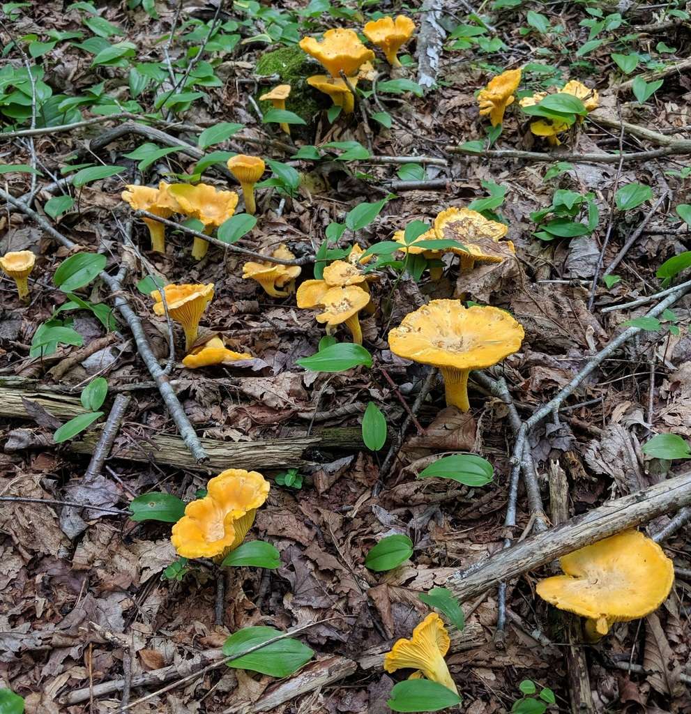 Les champignons sauvages apprécient la chaleur et l’humidité. © arbiess, iNaturalist