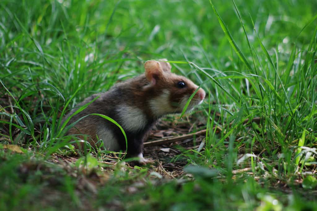 Victime de dénutrition, le grand hamster d’Alsace délaisse sa progéniture et la mange. © eliag, iNaturalist