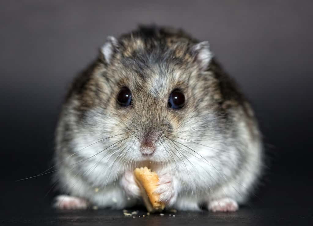 Le hamster possède des abajoues dans lesquelles il stocke et transporte la nourriture. © Christine Trexer, Pixabay