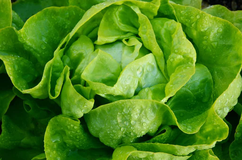 La laitue est une salade fragile qui doit être consommée bien fraîche. © posinote, Adobe Stock