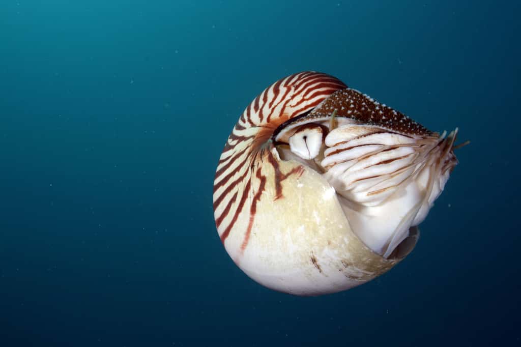 Contrairement à l’ammonite, le nautile a survécu jusqu’à notre époque. © Klaus Stiefel, Flickr